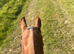 Ex polo pony for part loan
