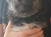 Tamaskan Puppies