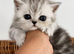 high quality exotic female kittens