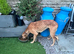 Red Merle lurcher