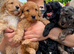 4 F1B Toy cockapoo puppies left