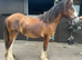 Stunning bay filly