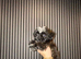 1 kc reg Shih Tzu puppy&rsquo;s