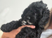 F1 Male Cockapoo