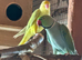 Yellow and blue Indian ringneck pair