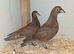 Chocolate Melueman Racing Pigeon RPRA Rung 2026