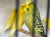 Budgies
