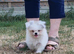 Pomeranian x shitzu. Boy. Fully vacinated. Ready to go
