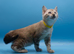 Last Available Snow Lynx Marble Bengal Kitten &ndash; Ready to Leave Now!