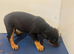 Rottwiler puppies 6 available
