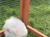 Mini lion lop