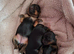 Little Yorkshire Terrier Puppies! 2 Boys & 1 Girl.