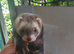 2 Jill ferrets for sale