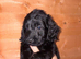 Stunning cockapoo puppies!