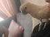 Goffins cockatoo male silly tame