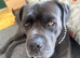 2 year old cane corso.