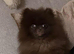 STUD RICH CHOCOLATE KC POM