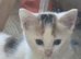 Kittens looking for new home