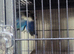 Love birds