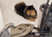 Gorgeous show quality super rare Silver black and tan bear face female pom