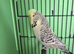 Budgies (texas clear body)