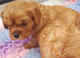 Beautiful cavalier King Charles puppies