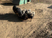 Kune kune pig sow and 5 gilts