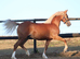 Quality Yearling Filly