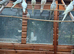 Pearl-Pied-WF and Pearl-Pied-Pastleface for sale