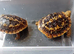 Pancake tortoise babies SOLD