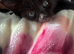 Tabby Kitten
