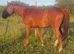 15.3h chestnut gelding