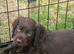 Chocolate male cocker spaniel
