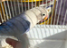 Hand reared lovebird