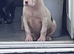 Puppies for sale