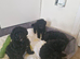 Toy poodle puppies