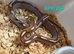 Caramel motley het palmetto corn snake