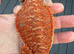 Bearded dragons from 150