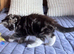 Beautiful Fluffy Kittens &ndash; Ready for Their Forever Homes from Friday 4th September!