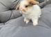 MINI LOPS BUNNIES