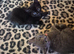 3x Male Kittens. READY NOW