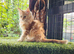 Maine Coon kittens ready now