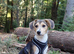 5 month male beagle x sheltie collie