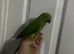 3x tame ringnecks