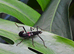 Peruphasma Schultei Black Beauty 10-15 eggs Stick Insects