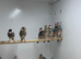 Java finches