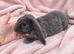 Velveteen x plush lop baby girl