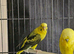 Yellow black wing opaline hen