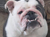 Female English Bulldog. BARGAIN PRICE!!!