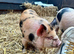 5 month old Kune Kune Weaners. 2 Boys and 2 Girls Ready To Leave NOW!